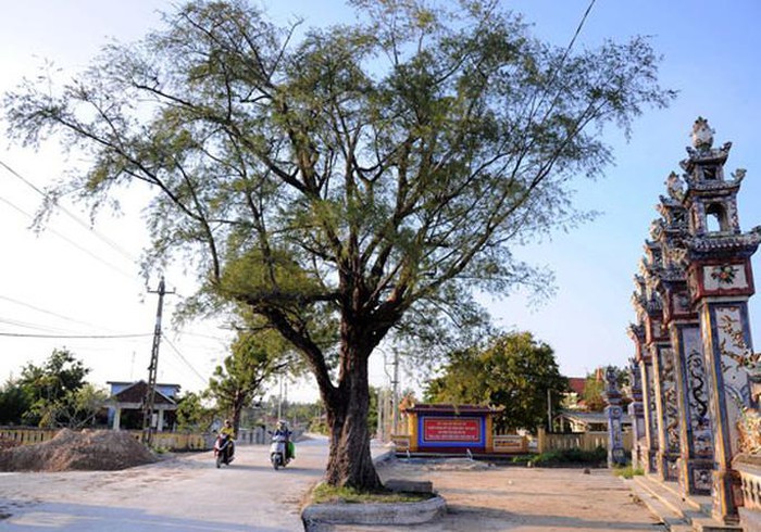Miền thùy dương