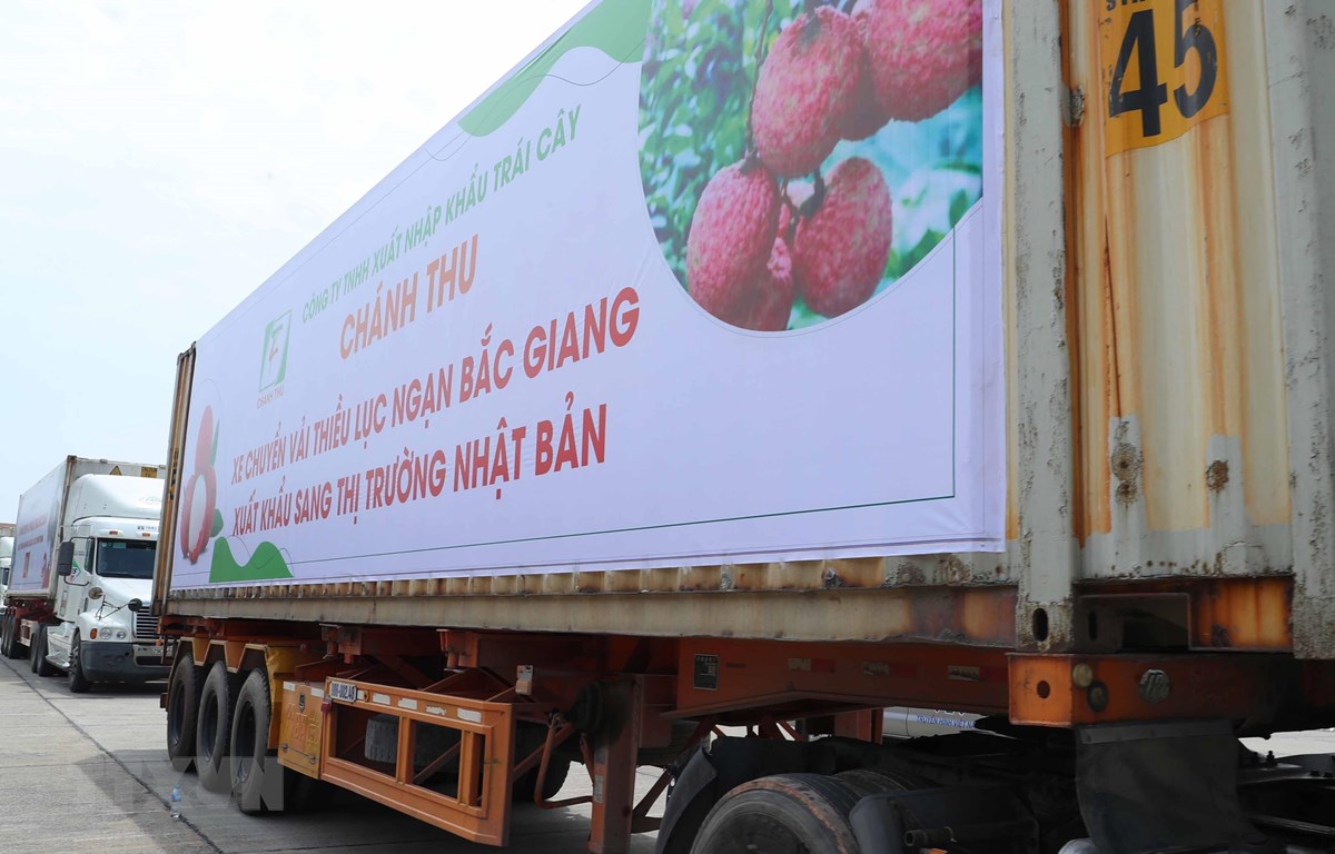 Trên 2 tấn vải thiều đầu tiên đã ''cập bến'' thị trường Nhật Bản