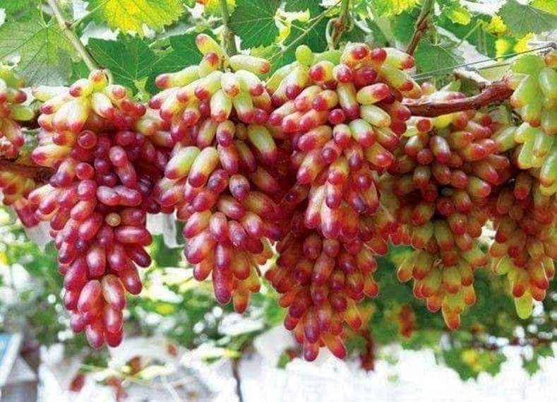 Ninh Thuận: Sự khác lạ, trải nghiệm mới tại 5 điểm du lịch hấp dẫn