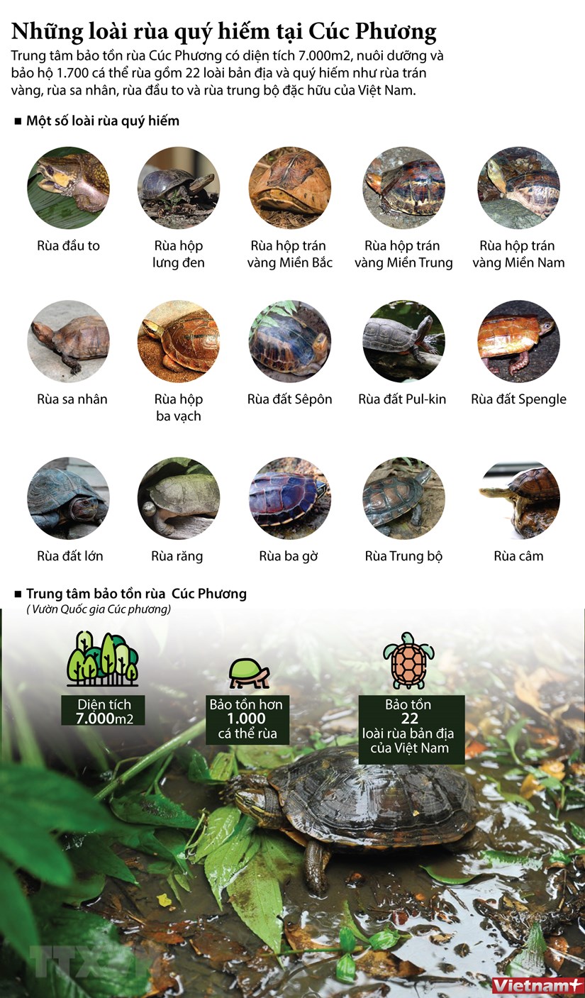 Những loài rùa quý hiếm tại Cúc Phương