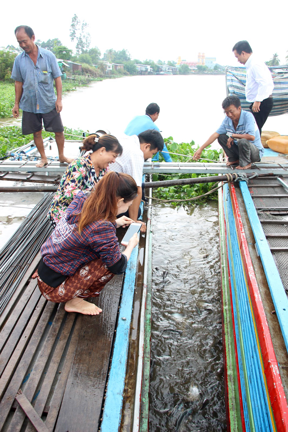 Một nông dân ở Chợ Mới dụ nuôi hàng ngàn cá tra sông tự nhiên trước bến sông nhà để ngắm