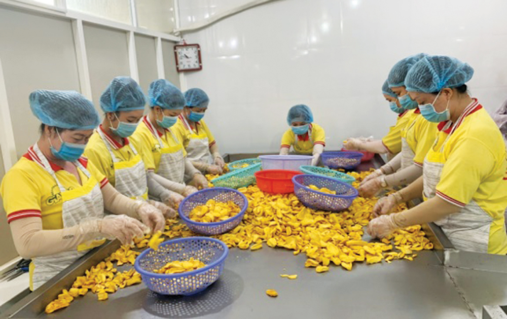 Câu chuyện khoai môn sấy Gia Bảo
