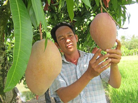 Xoài lạ màu hồng phấn ở Vĩnh Trung