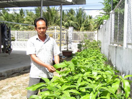 Xoài lạ màu hồng phấn ở Vĩnh Trung