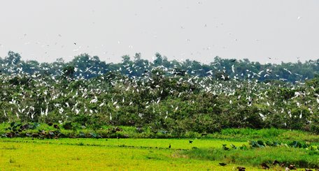 Láng Sen giữa Đồng Tháp Mười