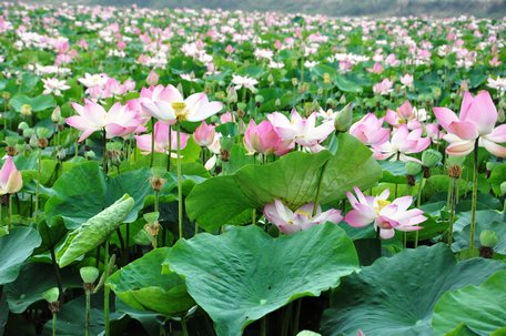 Láng Sen giữa Đồng Tháp Mười