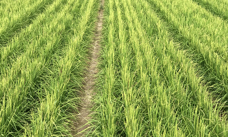 'Lúa khô' - Hy vọng mới cho khủng hoảng lương thực