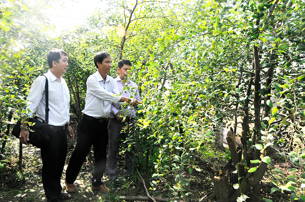 Châu Phú tập trung phát triển kinh tế - xã hội