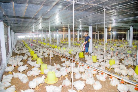 Mang Thít đổi mới, sáng tạo và phát triển
