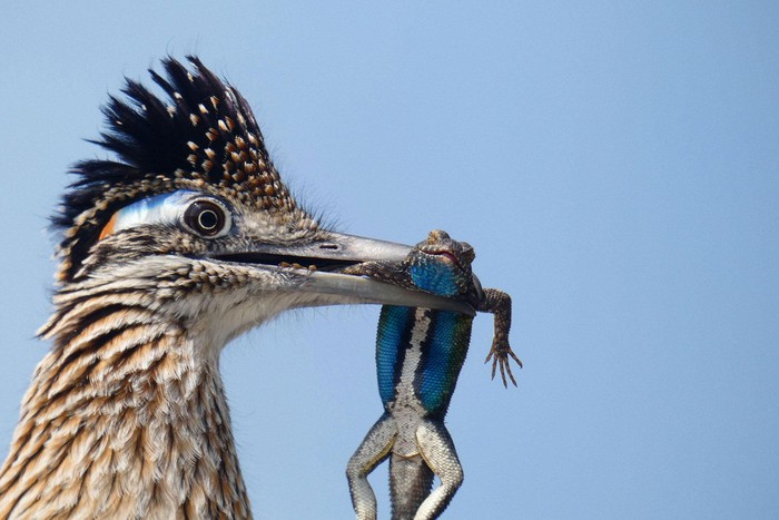 Những bức ảnh chim đẹp nhất Giải thưởng Nhiếp ảnh Audubon