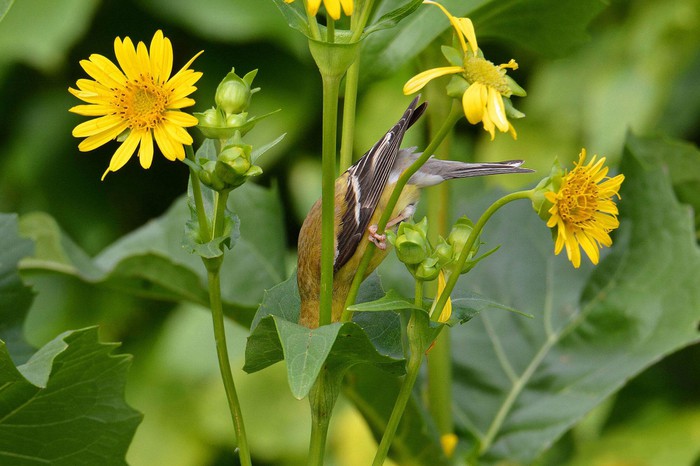 Những bức ảnh chim đẹp nhất Giải thưởng Nhiếp ảnh Audubon