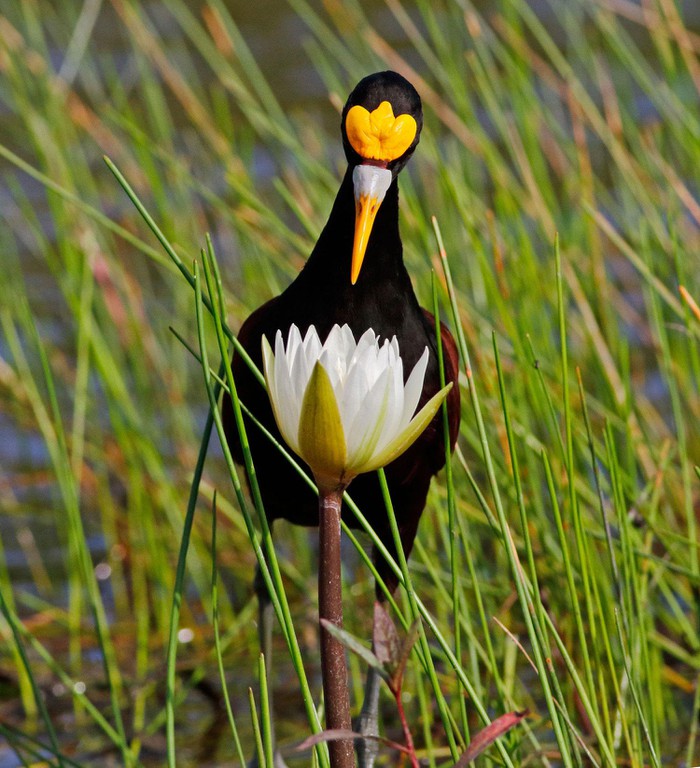 Những bức ảnh chim đẹp nhất Giải thưởng Nhiếp ảnh Audubon