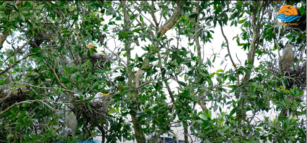 Nuôi cá trong rừng
