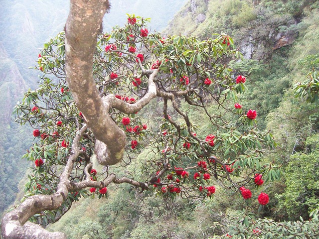 Khám phá Vườn quốc gia Hoàng Liên
