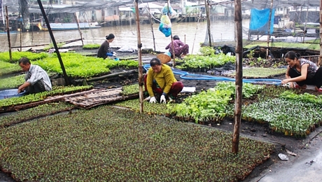 Có một xóm bầu cải ven sông Chà Và Lớn