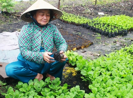 Có một xóm bầu cải ven sông Chà Và Lớn