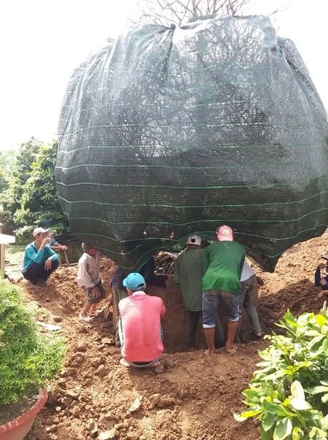 Cây mai vàng ở miền Tây có giá bằng ngôi biệt thự đã về nhà mới
