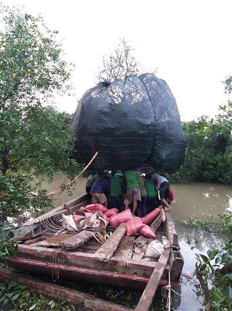Cây mai vàng ở miền Tây có giá bằng ngôi biệt thự đã về nhà mới