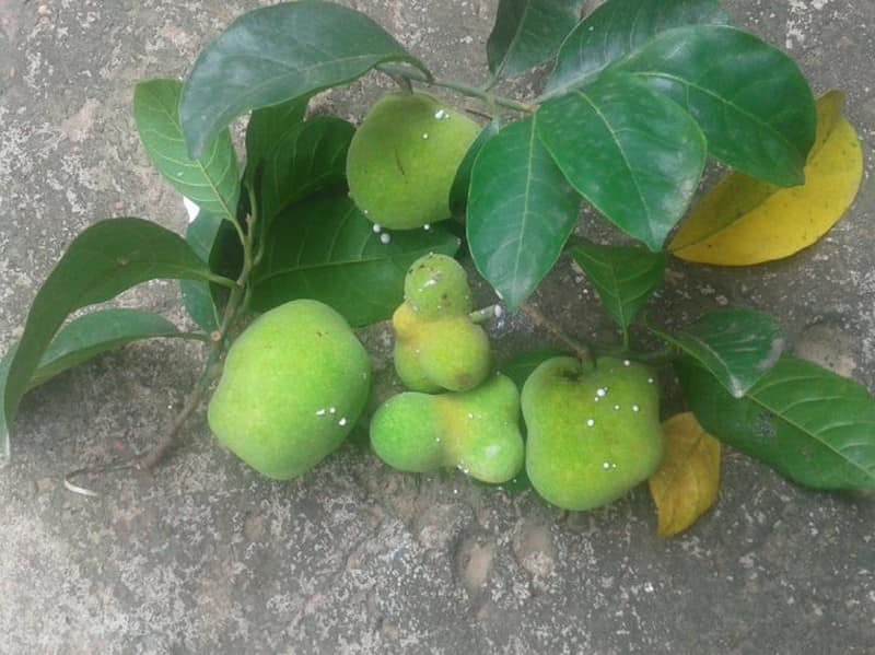 Quả lạ trên rừng chín rộ đổ về Hà Nội, mua cả rổ về ăn