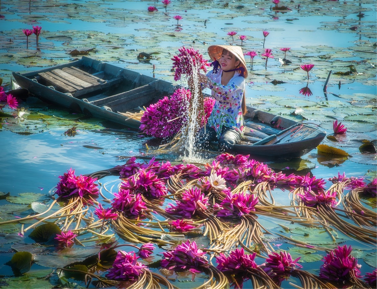 Mùa thu hoạch hoa súng của nông dân đồng bằng sông Cửu Long
