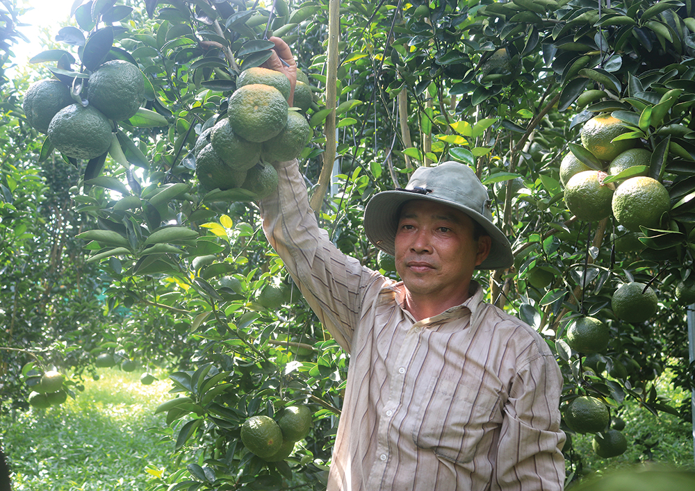 Hỗ trợ nông dân vượt khó