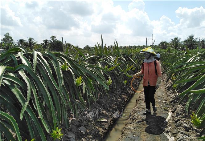 Phát huy tiềm năng và lợi thế thương hiệu 'Thanh long Chợ Gạo'