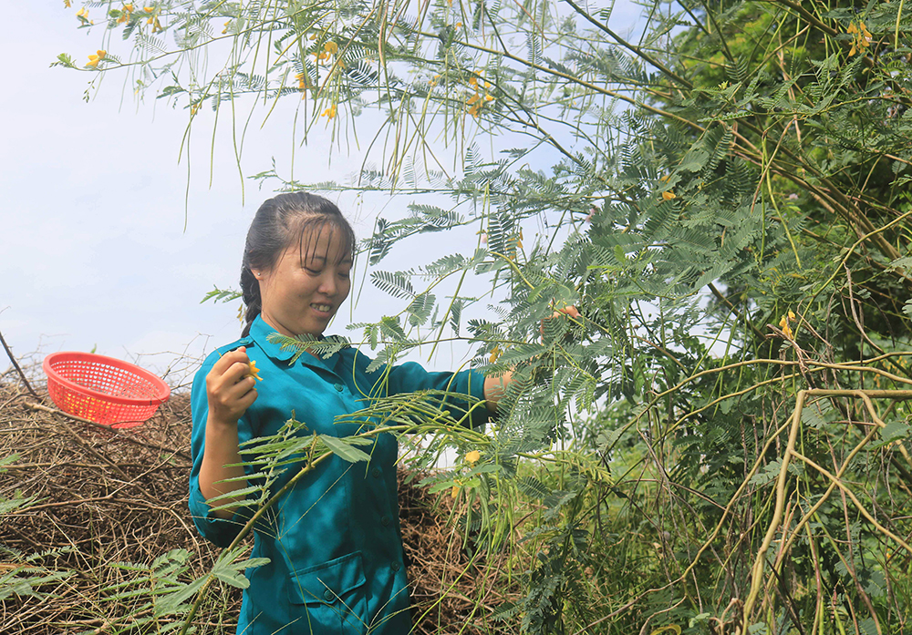 “Bông hồng xanh” nơi biên giới
