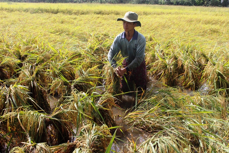 Hàng nghìn ha lúa ở Hậu Giang bị thiệt hại do mưa kéo dài