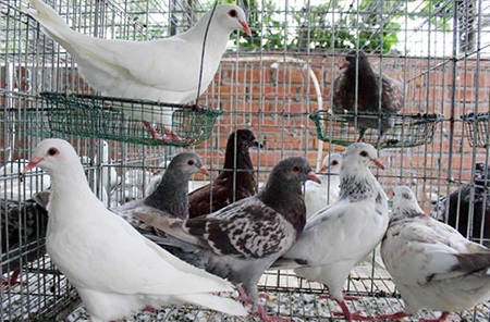 Chim khổng lồ chim trĩ chim bồ câu giúp nông dân thu lợi lớn phất lên  nhanh  VOVVN