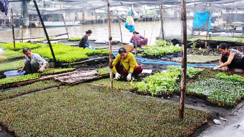 Vĩnh Long: Xóm bầu cải Đông Thuận còn gần 50 hộ theo nghề
