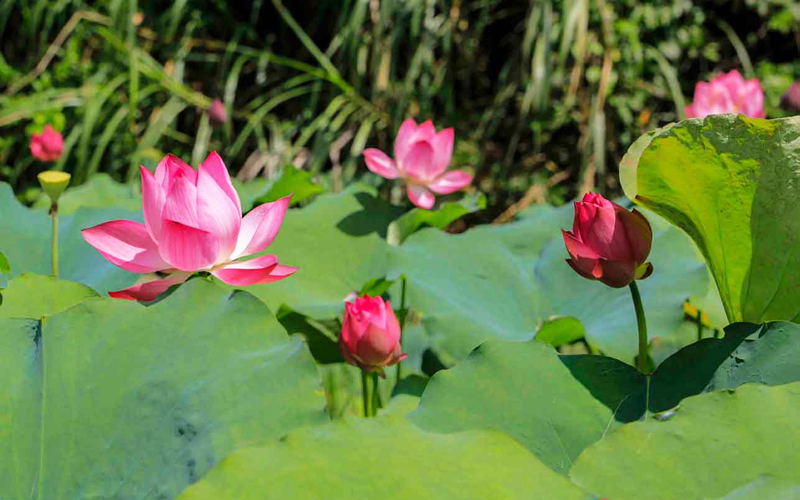 Chèo thuyền kayak ngắm cảnh Tràng An