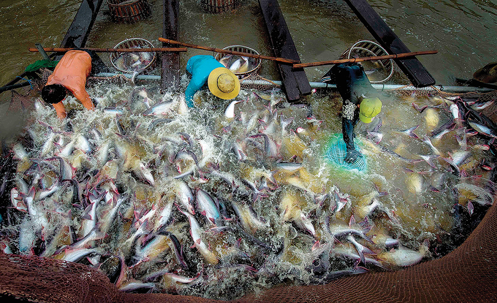 Chú trọng thị trường nội địa