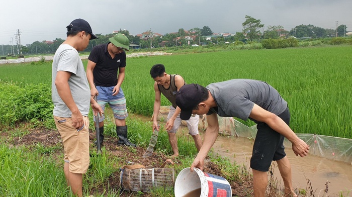 Về làng giữa Thủ đô xem thịt chuột là... đặc sản