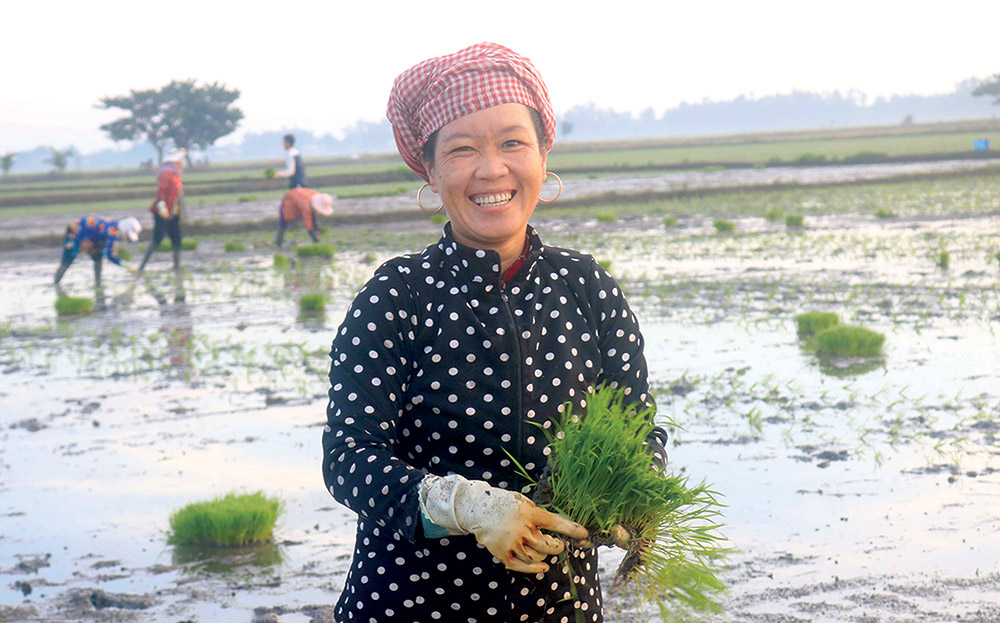 Cấy lúa đồng xa