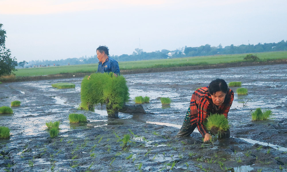 Cấy lúa đồng xa