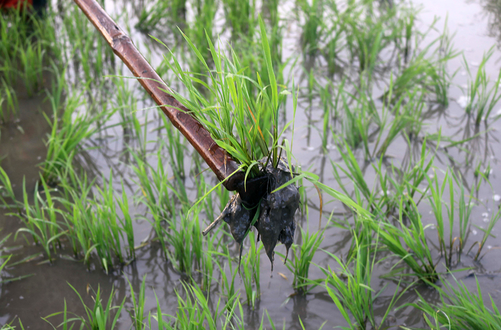 Cấy lúa đồng xa