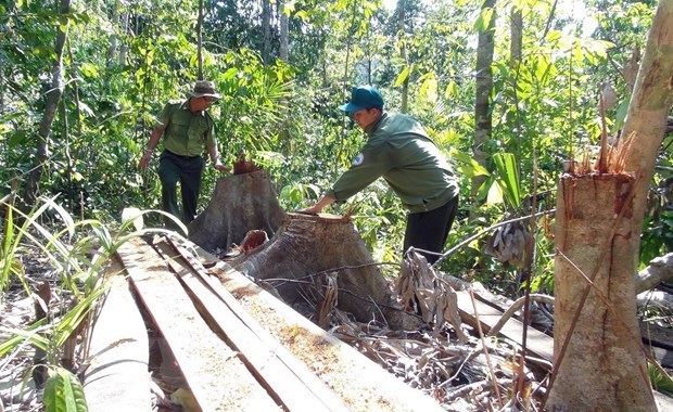 Khởi tố, bắt tạm giam các đối tượng phá rừng giáp ranh ở Phú Yên