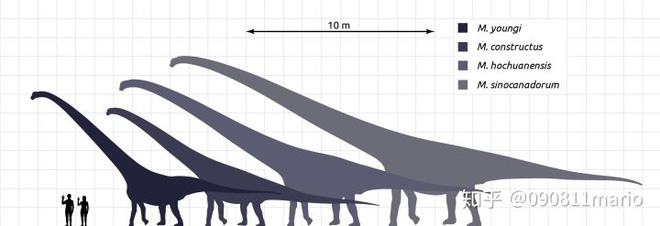 Tìm thấy dấu vết của động vật có vú trên hóa thạch của loài khủng long Mamenchisaurus