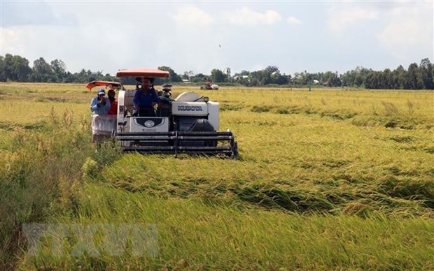 Thị trường nông sản tuần qua: Lúa, tiêu giữ giá ổn định