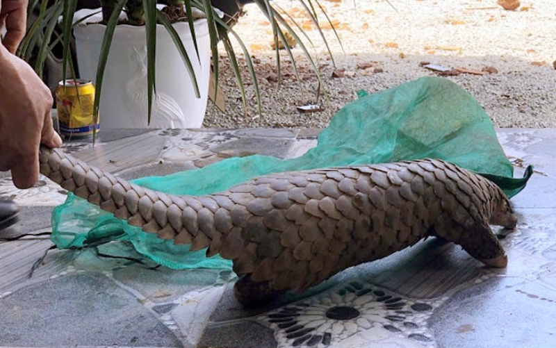 Liên tiếp phát hiện các vụ tàng trữ động vật rừng trái phép