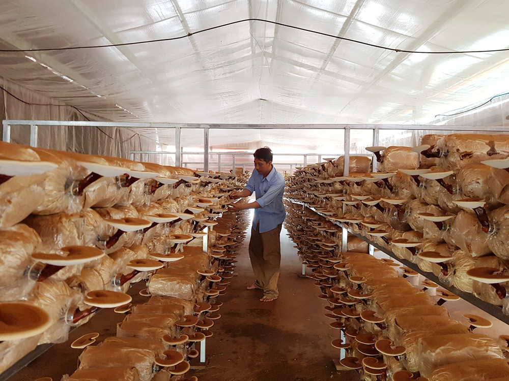 Khoa học và công nghệ hội nhập kinh tế quốc tế