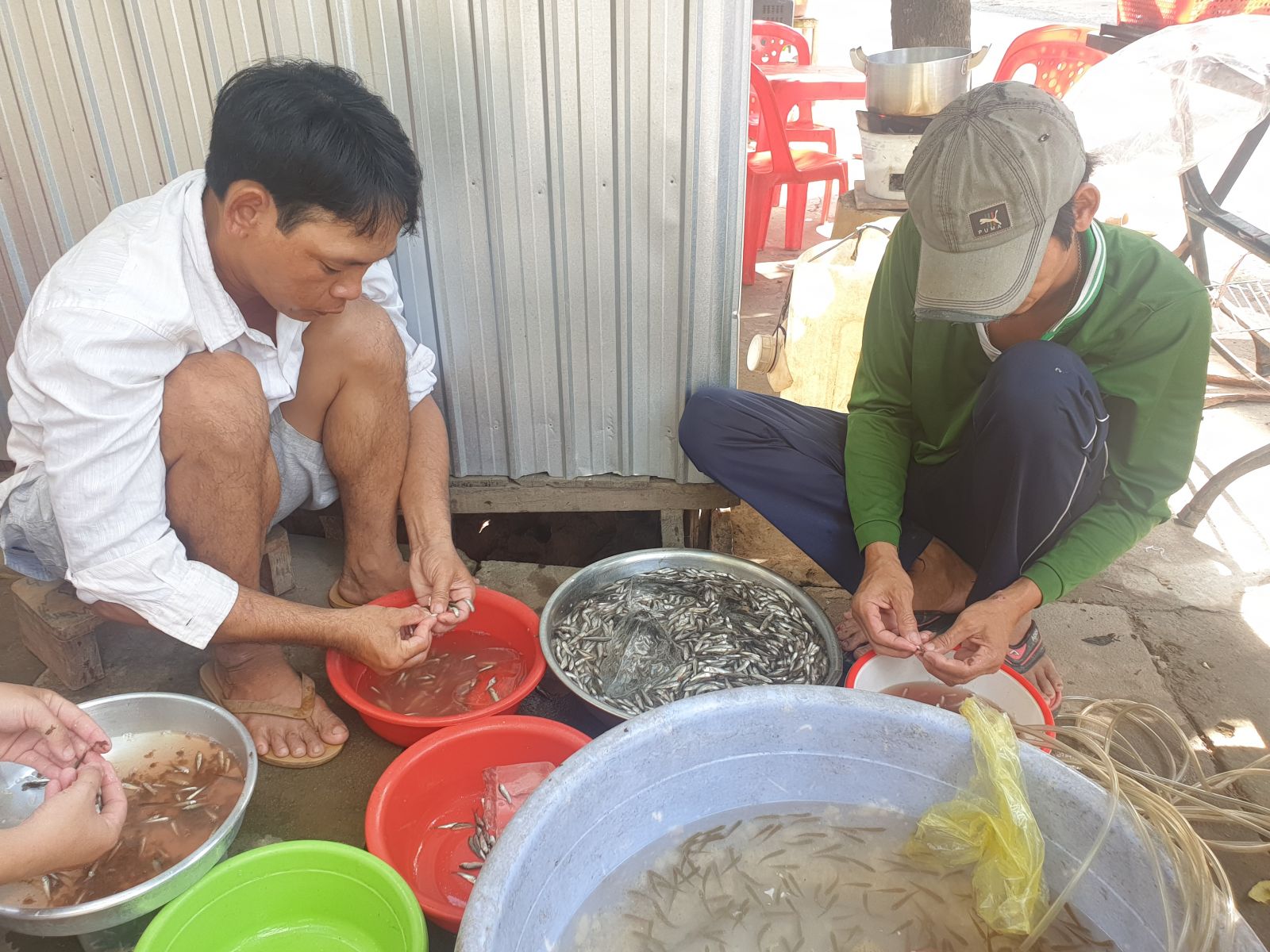 Mùa cá linh muộn