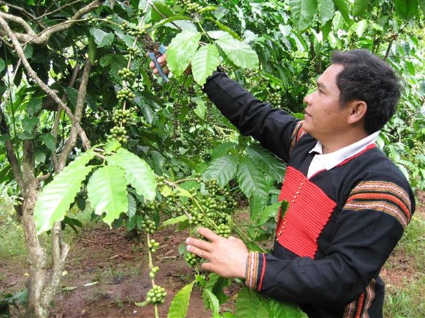 Thúc đẩy chuyển đổi nông nghiệp bền vững các tỉnh Tây Nguyên