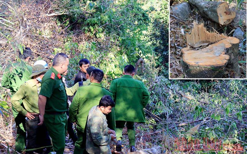 Phạt ba đối tượng phá rừng phòng hộ hơn 340 triệu đồng