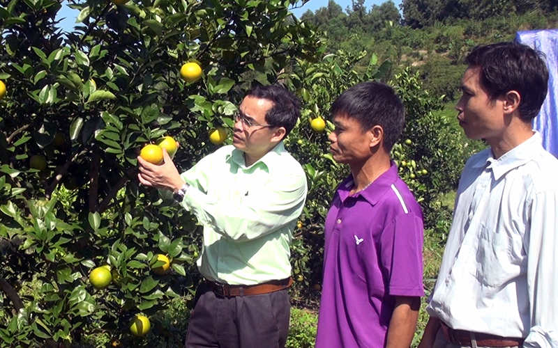 Tuyên Quang đẩy mạnh phát triển nông nghiệp hàng hóa