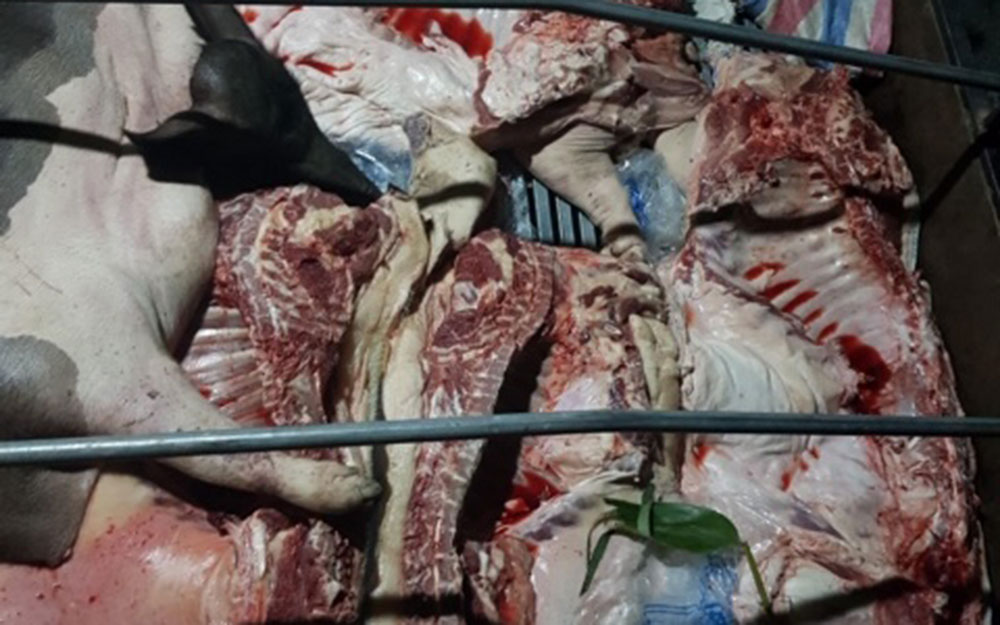 Bắt xe chở gần một tấn lợn mắc dịch tả lợn châu Phi ở Tuyên Quang