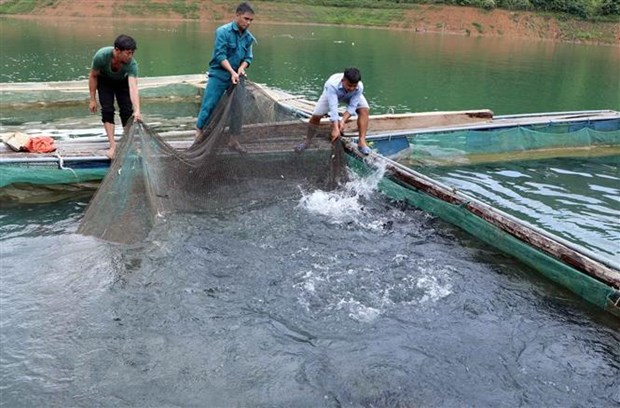Lai Châu: Hướng đi mới từ nuôi cá lồng trên lòng hồ thủy điện