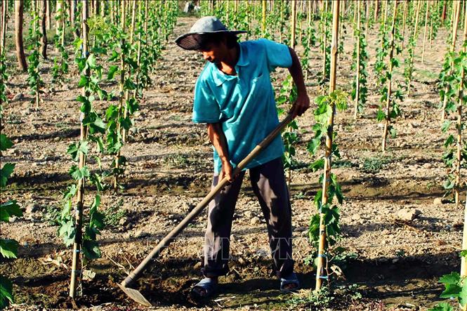 Chuyển đổi cây trồng thích ứng với khô hạn