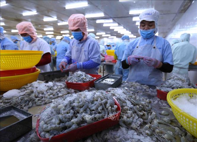 Xuất khẩu tôm dự kiến đạt 3,6 tỷ USD trong năm 2020