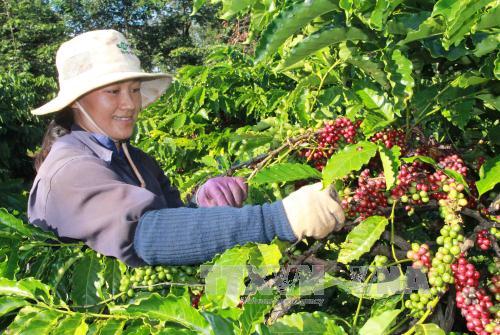 Nông dân Đắk Lắk kỳ vọng về nền nông nghiệp phát triển bền vững